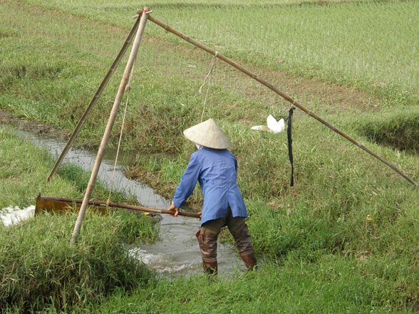 19-Rice-Farming